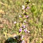 Lespedeza virginica Φύλλο