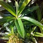 Euphorbia stygiana Hoja