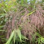 Thysanolaena latifolia Flower