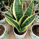 Dracaena trifasciata List