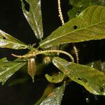 Acalypha apodanthes Levél