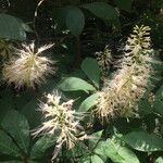 Aesculus parviflora Flower