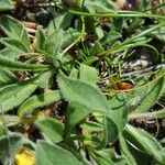 Aster alpinus Leaf