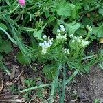 Limonium sinuatumÇiçek