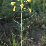 Brassica rapa Flower