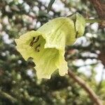 Crescentia mirabilis Flor