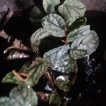 Pellionia repens 葉