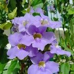 Thunbergia grandifloraЦветок