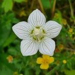 Parnassia palustrisŽiedas