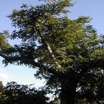 Aglaia elaeagnoidea Natur