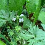 Cardamine angulata Flor
