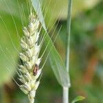Triticum turgidum Hoja