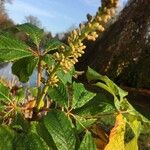 Aesculus parviflora Φύλλο