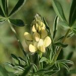 Lupinus luteus Flower