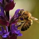 Salvia nemorosa Flor