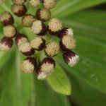 Psiadia anchusifolia 花