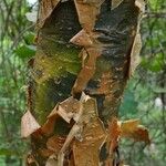 Bursera simaruba പുറംതൊലി