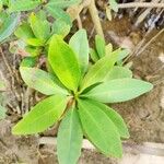 Rhizophora mangle Лист