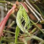 Acer japonicum Leaf