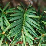 Taxus cuspidata Blatt