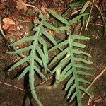 Phlebodium pseudoaureum Feuille