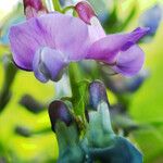 Lathyrus vernus Fula