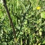 Cirsium filipendulum Leaf