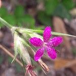 Dianthus armeria Cvet