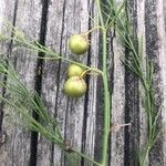 Asparagus officinalis Fruit