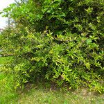 Berberis julianae 形态