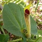 Aristolochia paucinervis Flor