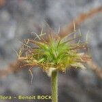 Geum pyrenaicum Fruit