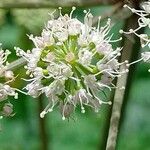 Angelica sylvestris ᱵᱟᱦᱟ