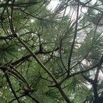 Pinus ayacahuite Листок