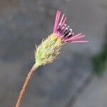 Volutaria tubuliflora Flower