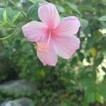 Hibiscus rosa-sinensis Blomst