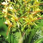 Hedychium gardnerianum Flower