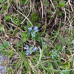 Polygala alpestris Habitus