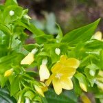 Ixanthus viscosus Flor