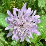 Knautia arvernensis Fiore