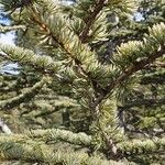 Cedrus atlantica 葉