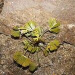 Actiniopteris radiata Leaf