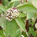 Cornus sericea Fruit