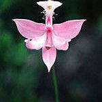 Calopogon tuberosus Flor