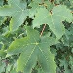 Acer pseudoplatanusFolha