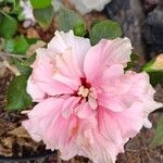 Hibiscus rosa-sinensisLorea