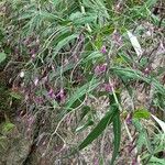 Prenanthes purpureaFlower