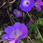 Geranium sylvaticum Fleur