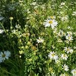 Aster incisus Blomst