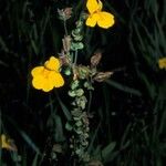 Mimulus guttatus 花